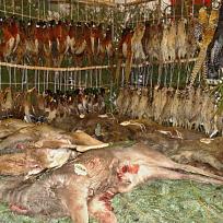 2020 - Myslivecký ples MS Sluka Koloveč 