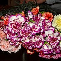 2020 - Sportovní ples TJ Slavoj Koloveč