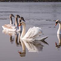 25.1. labutě na Jordánku