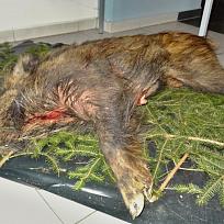 2020 - Ples městyse Koloveč