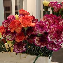 2020 - Ples městyse Koloveč