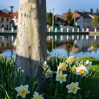 18.4. rybník v Kolovči