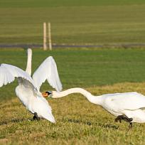 30.3. labutě u Jordánku