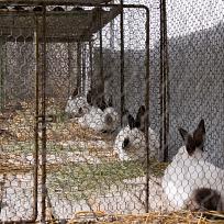 2020 - Kolovečská Pouť