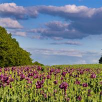 1.6. makové pole u Kolovče