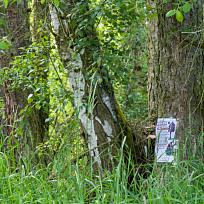 2021 - Trpasličí jarní cesta