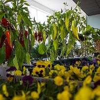 2021 - Prodejní zahrádkářská výstava v KD Koloveč