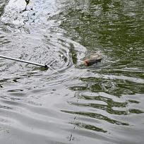 2015 -  Jarní rybářské závody