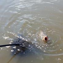 2017 - Jarní rybářské závody 