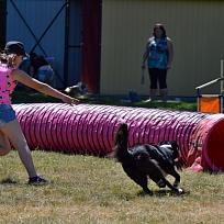 2017 - ZKO Koloveč aneb pes v akci