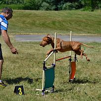 2017 - ZKO Koloveč aneb pes v akci
