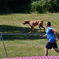 2017 - ZKO Koloveč aneb pes v akci