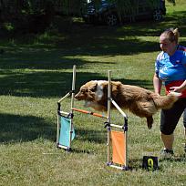 2017 - ZKO Koloveč aneb pes v akci