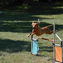 2017 - ZKO Koloveč aneb pes v akci