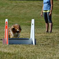 2017 - ZKO Koloveč aneb pes v akci