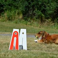 2017 - ZKO Koloveč aneb pes v akci