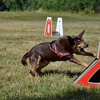 2017 - ZKO Koloveč aneb pes v akci