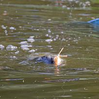 2017 - Podzimní rybářské závody