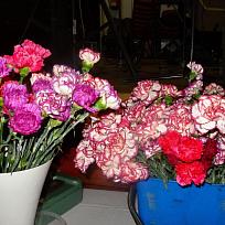 2018 - Ples městyse Koloveč