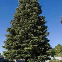 2018 - Stavění májky