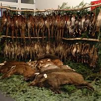 2019 - Myslivecký ples v KD Koloveč