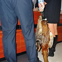 2019 - Myslivecký ples v KD Koloveč