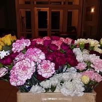 2019 - Sportovní ples v KD Koloveč