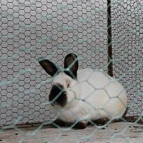 2019 - Chovatelé v Kolovči zakončili sezonu burz