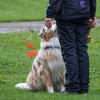 2019 - Kynologické závody o Kolovečský pohár