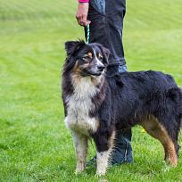2019 - Kynologické závody o Kolovečský pohár
