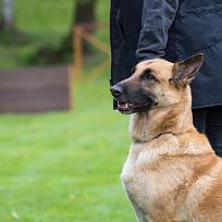 2019 - Kynologické závody o Kolovečský pohár