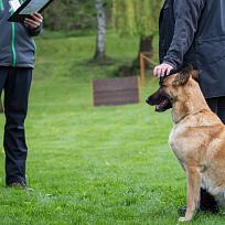 2019 - Kynologické závody o Kolovečský pohár