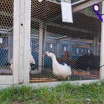 2019 - Pouťová výstava drobného zvířectva