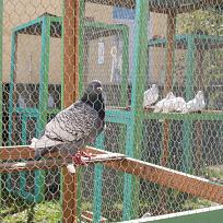 2019 - Pouťová výstava drobného zvířectva