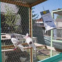 2019 - Pouťová výstava drobného zvířectva