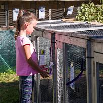 2019 - Pouťová výstava drobného zvířectva